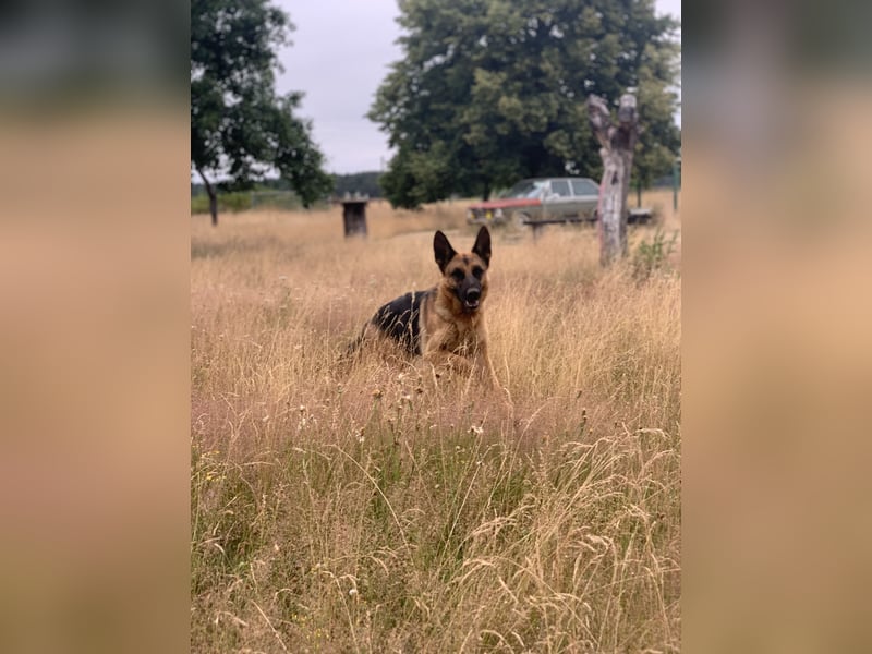 Liebevolles Zuhause gesucht für DSH Wella