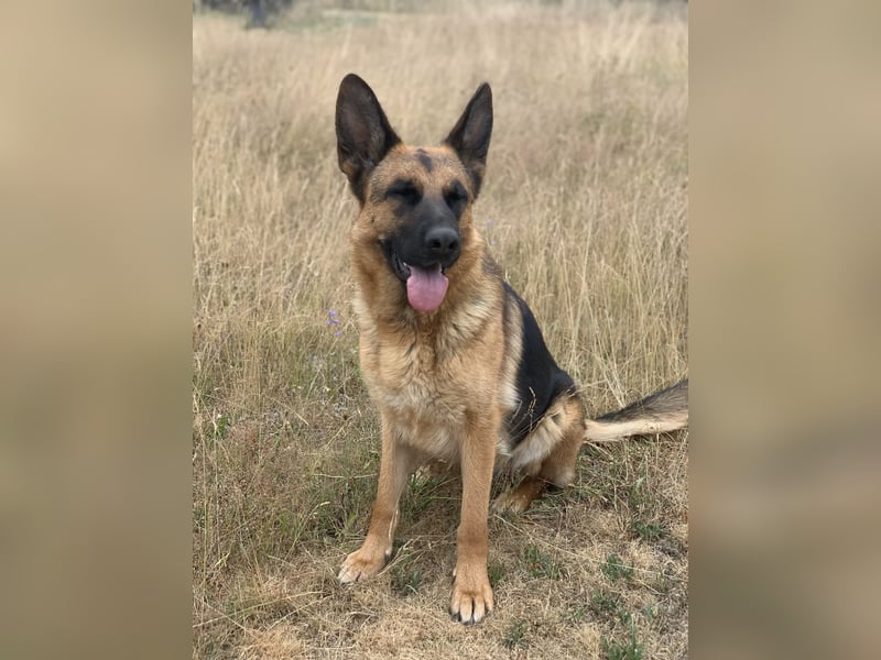 Liebevolles Zuhause gesucht für DSH Wella