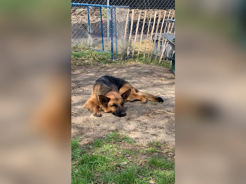 Liebevolles Zuhause gesucht für DSH Wella
