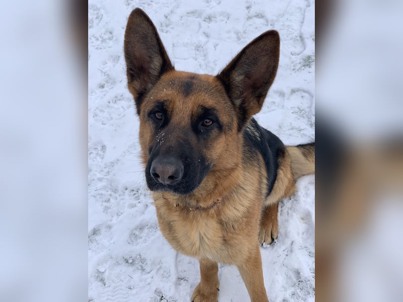 Liebevolles Zuhause gesucht für DSH Wella