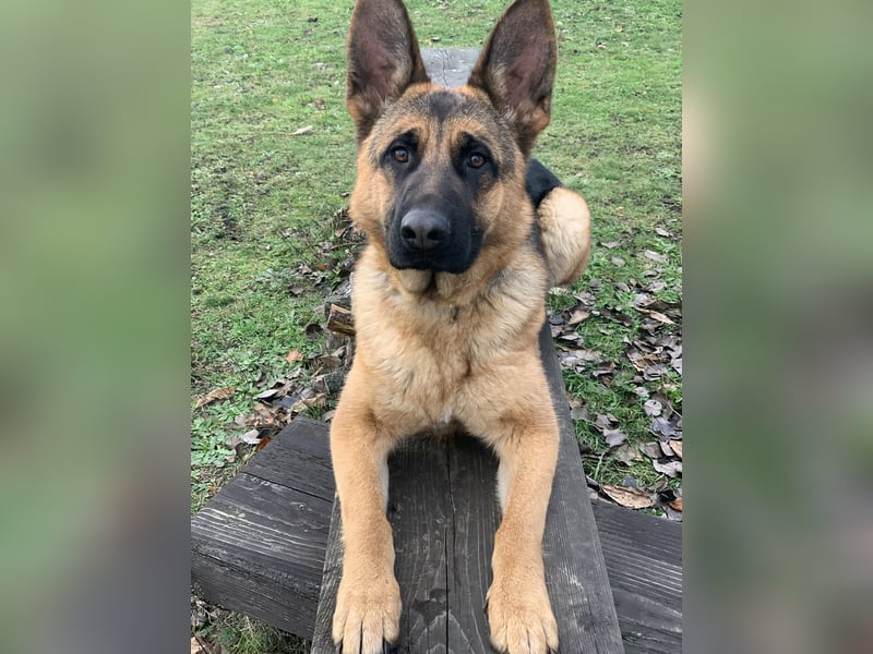Liebevolles Zuhause gesucht für DSH Wella