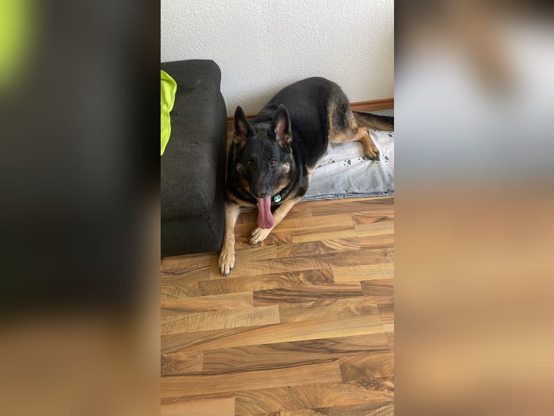 Schäferhund Runa