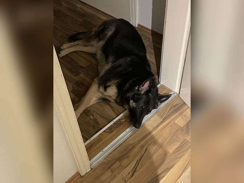 Schäferhund Runa