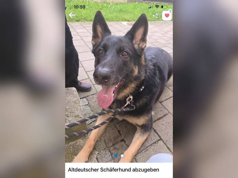 Schäferhund Runa