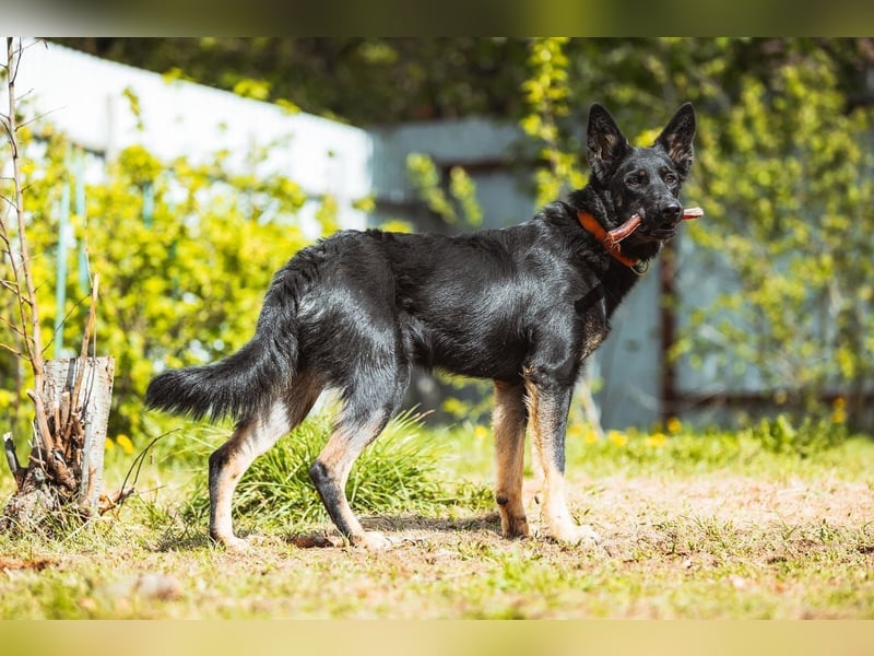 Schlaue AIKA wartet auf eine Familie
