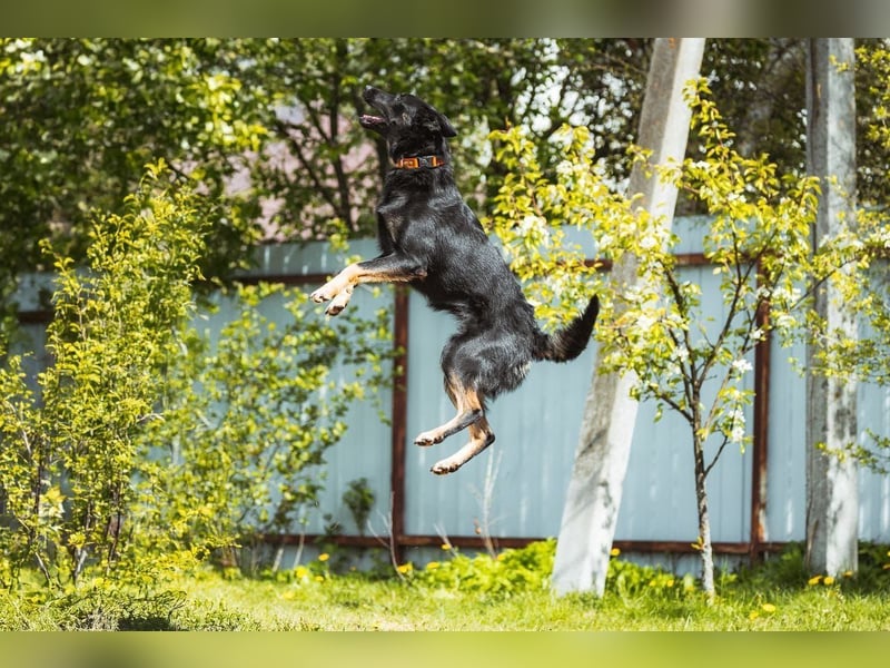 Schlaue AIKA wartet auf eine Familie