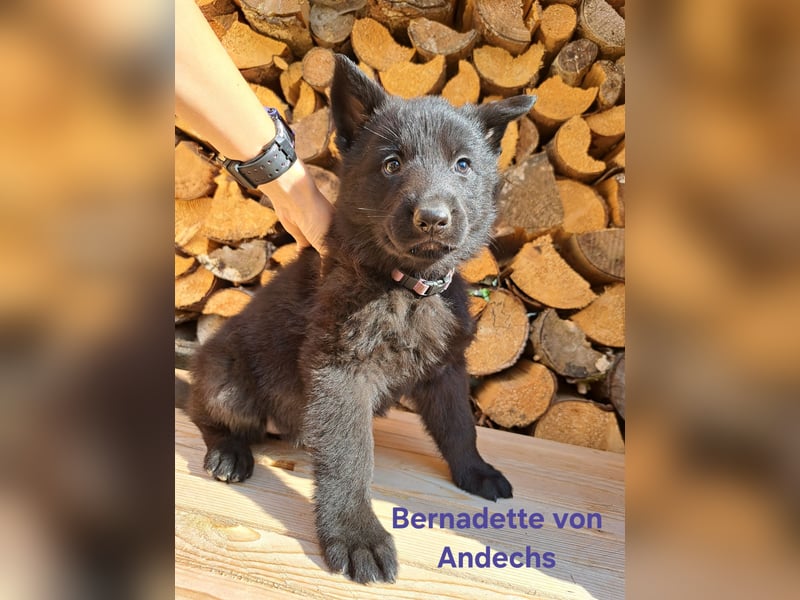 DSH Deutscher Schäferhund - Welpen lackschwarz