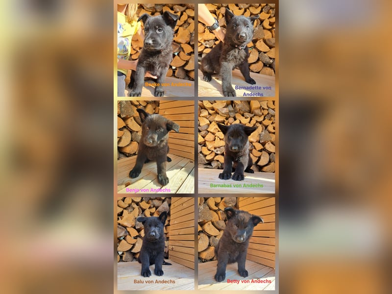 DSH Deutscher Schäferhund - Welpen lackschwarz