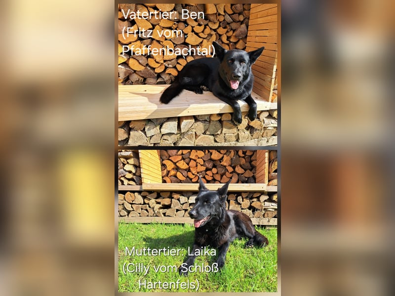 DSH Deutscher Schäferhund - Welpen lackschwarz