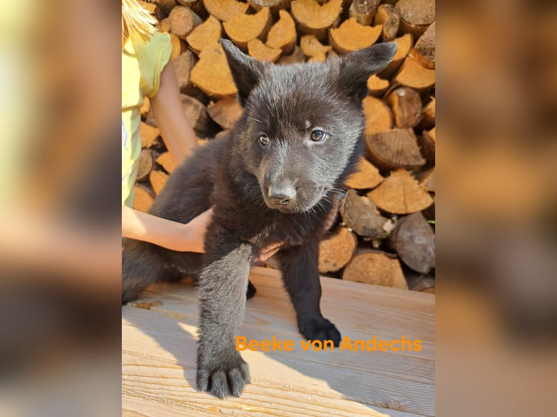 DSH Deutscher Schäferhund - Welpen lackschwarz