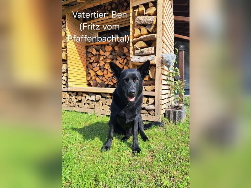 DSH Deutscher Schäferhund - Welpen lackschwarz