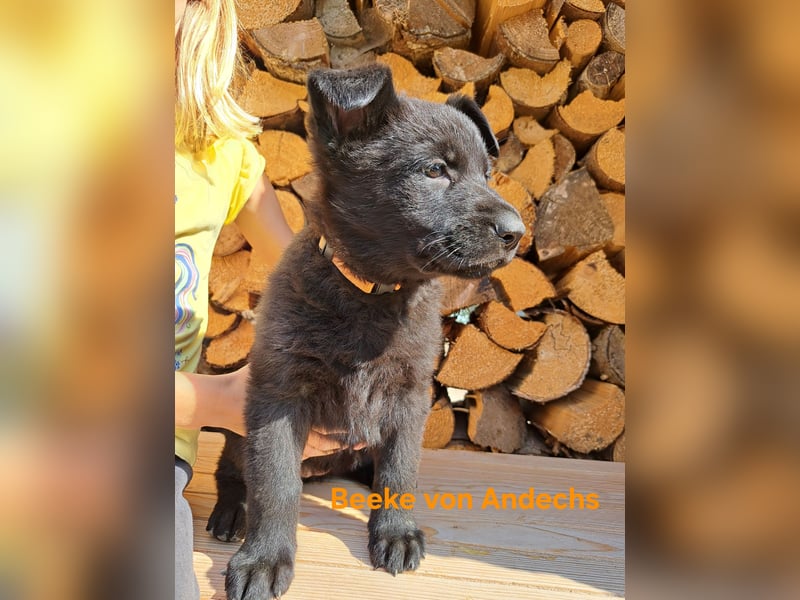 DSH Deutscher Schäferhund - Welpen lackschwarz