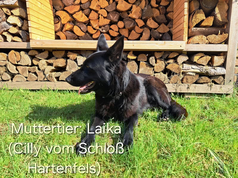 DSH Deutscher Schäferhund - Welpen lackschwarz