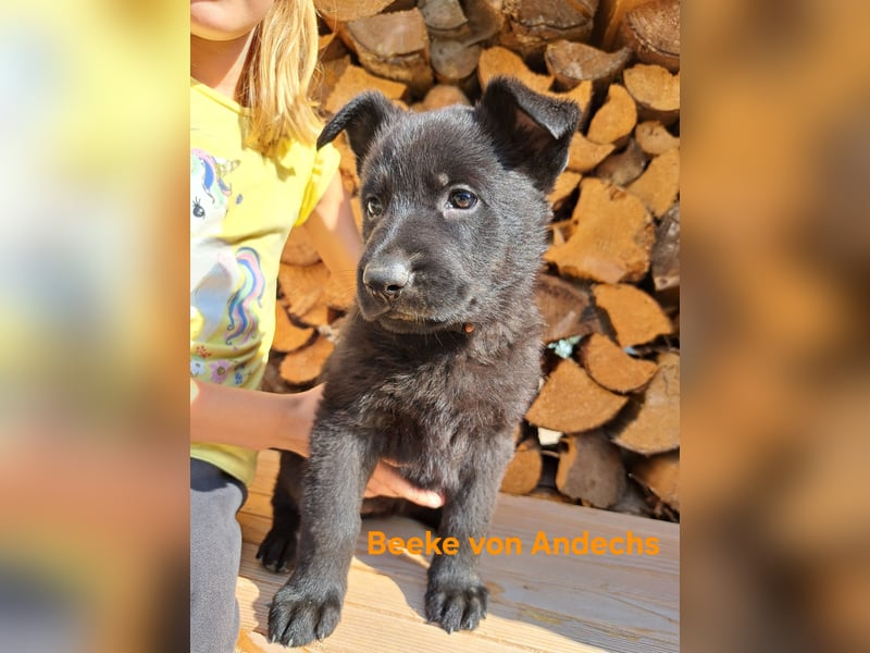 DSH Deutscher Schäferhund - Welpen lackschwarz