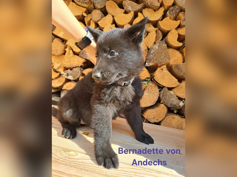 DSH Deutscher Schäferhund - Welpen lackschwarz