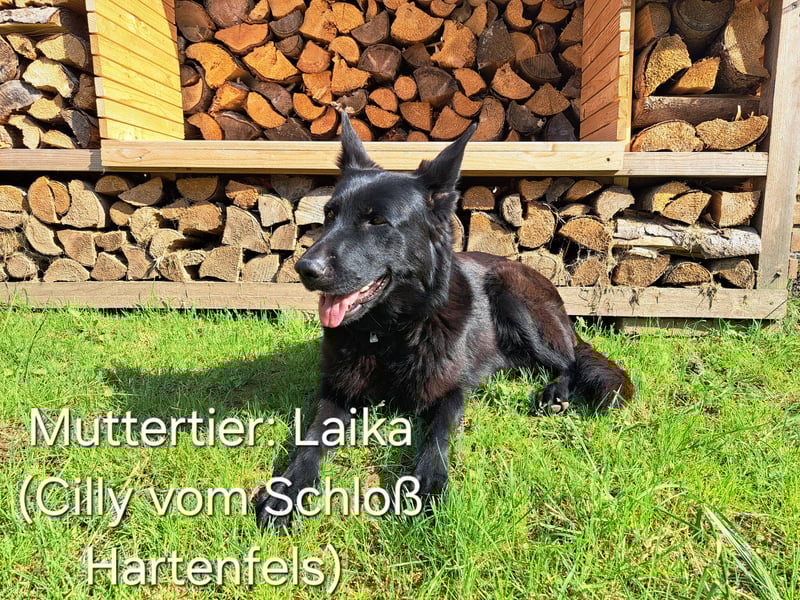 DSH Deutscher Schäferhund - Welpen lackschwarz