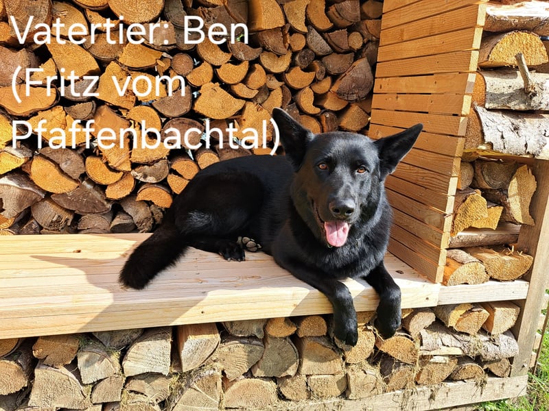 DSH Deutscher Schäferhund - Welpen lackschwarz