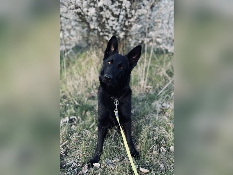 Lackschwarze junge Hündin