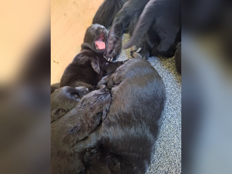 Welpen Detsche Schäferhunde