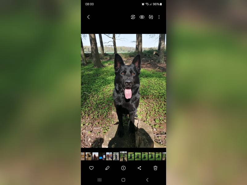 Welpen Detsche Schäferhunde