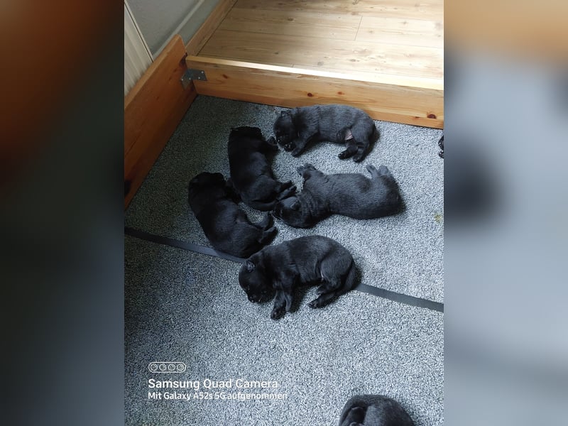 Welpen Detsche Schäferhunde