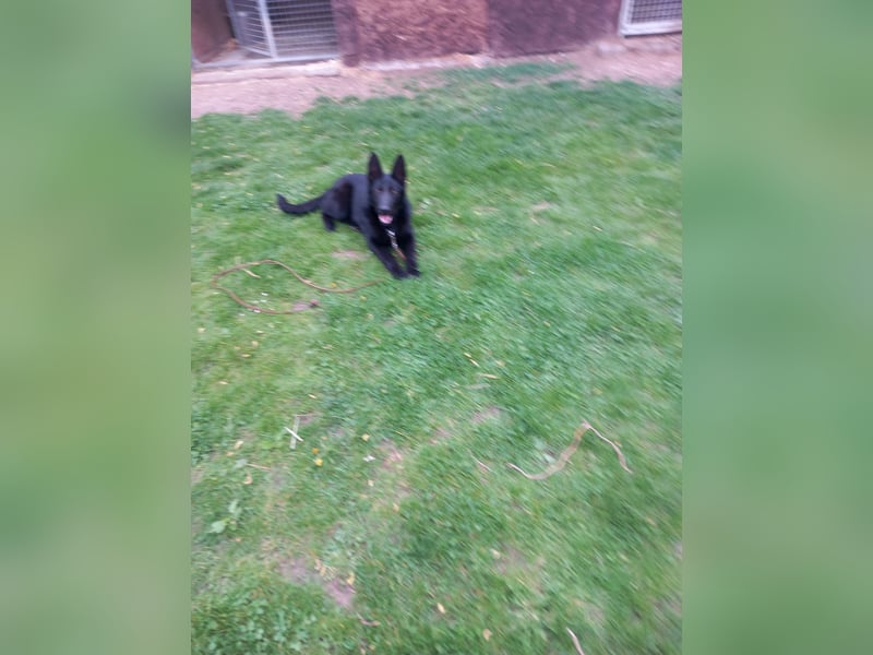 Verkaufe Deutschen Schäferhund (Hündin Schwarz)