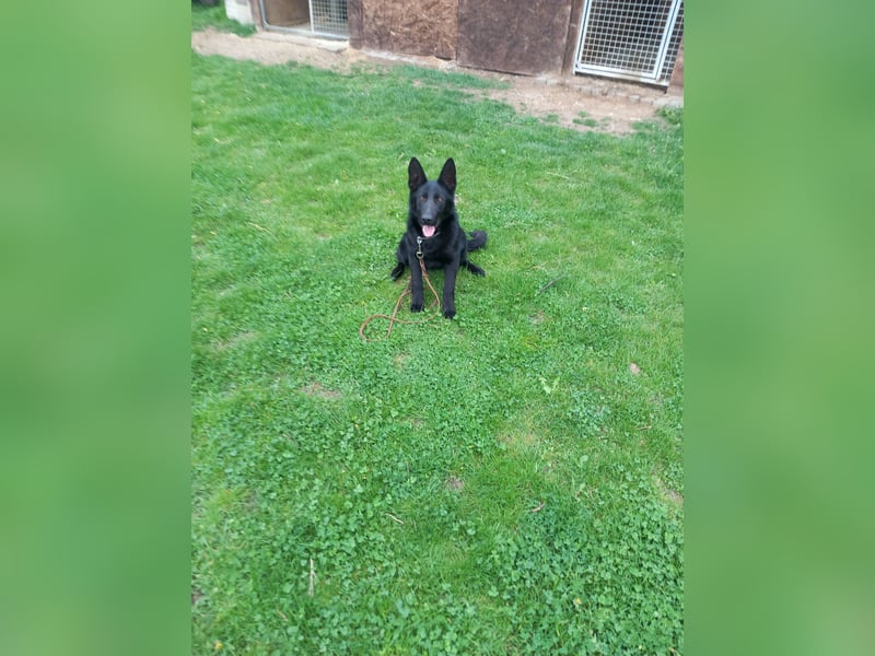 Verkaufe Deutschen Schäferhund (Hündin Schwarz)