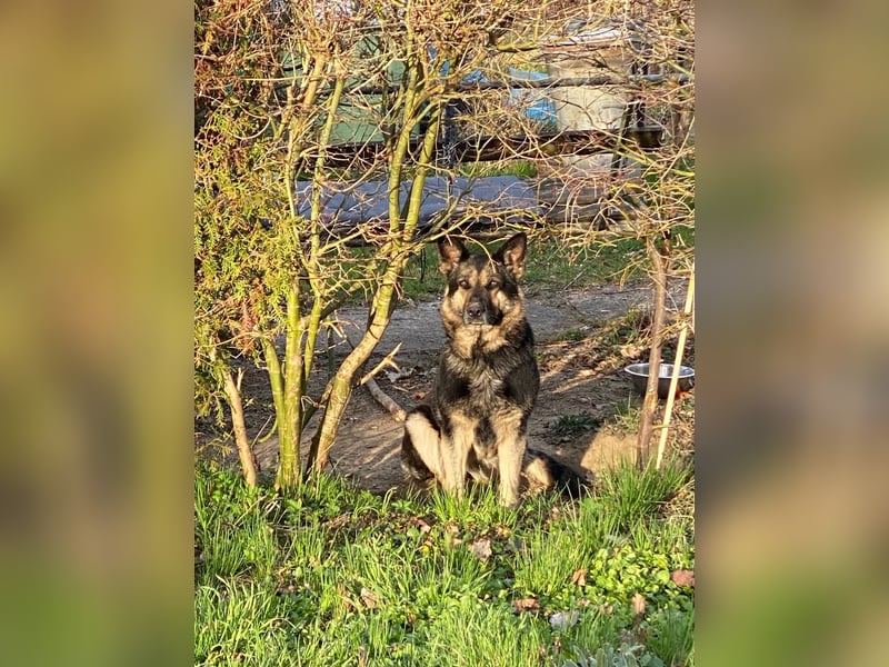 Tina sucht dringend ein neues Zuhause oder eine Pflegestelle