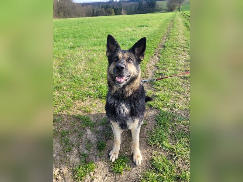 Tina sucht dringend ein neues Zuhause oder eine Pflegestelle