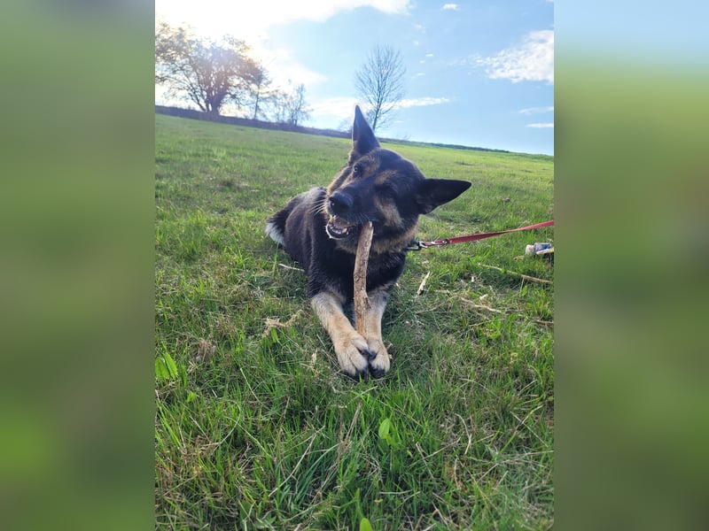 Tina sucht dringend ein neues Zuhause oder eine Pflegestelle