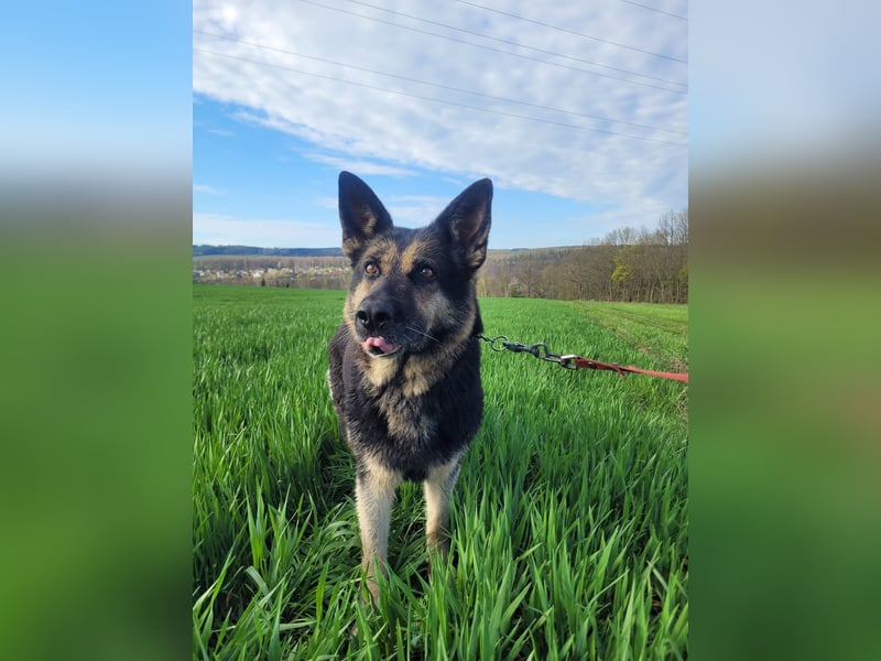 Tina sucht dringend ein neues Zuhause oder eine Pflegestelle