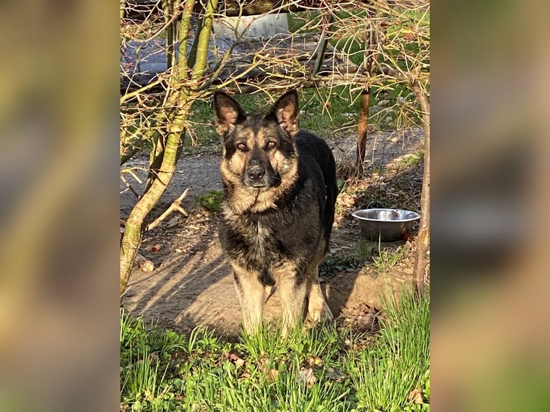 Tina sucht dringend ein neues Zuhause oder eine Pflegestelle