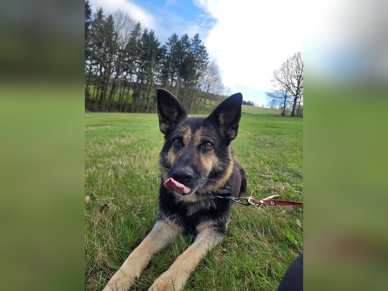 Tina sucht dringend ein neues Zuhause oder eine Pflegestelle