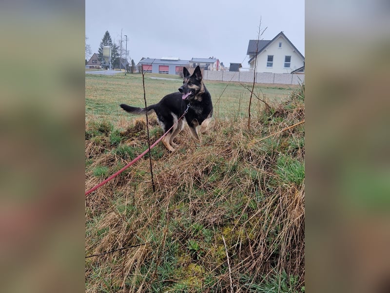 Tina sucht dringend ein neues Zuhause oder eine Pflegestelle