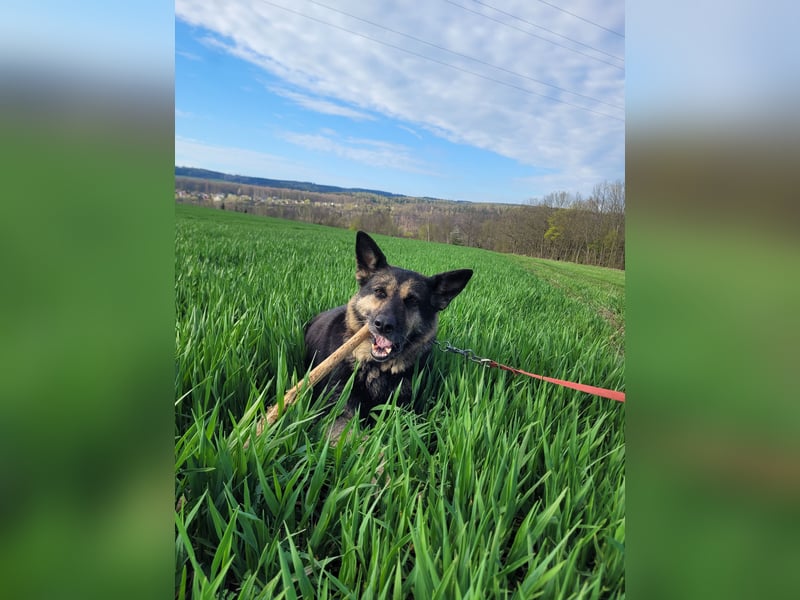 Tina sucht dringend ein neues Zuhause oder eine Pflegestelle