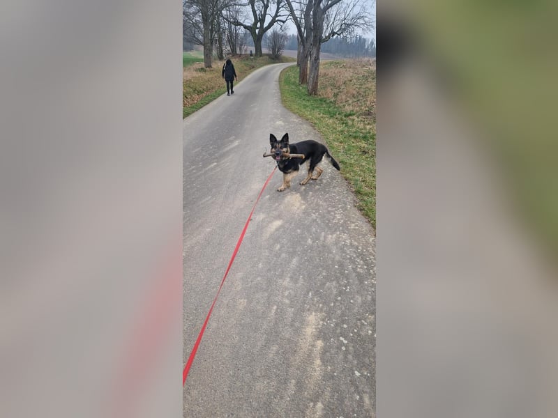 Tina sucht dringend ein neues Zuhause oder eine Pflegestelle