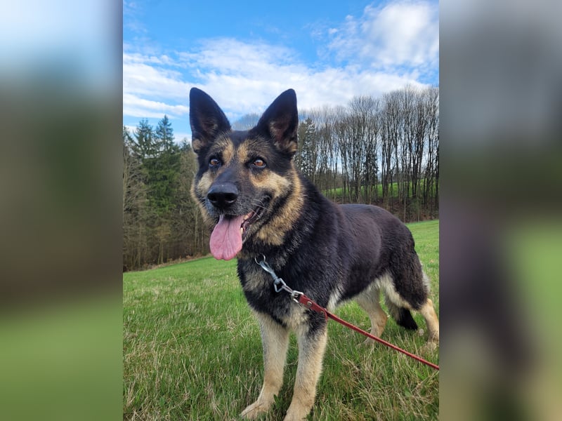 Tina sucht dringend ein neues Zuhause oder eine Pflegestelle
