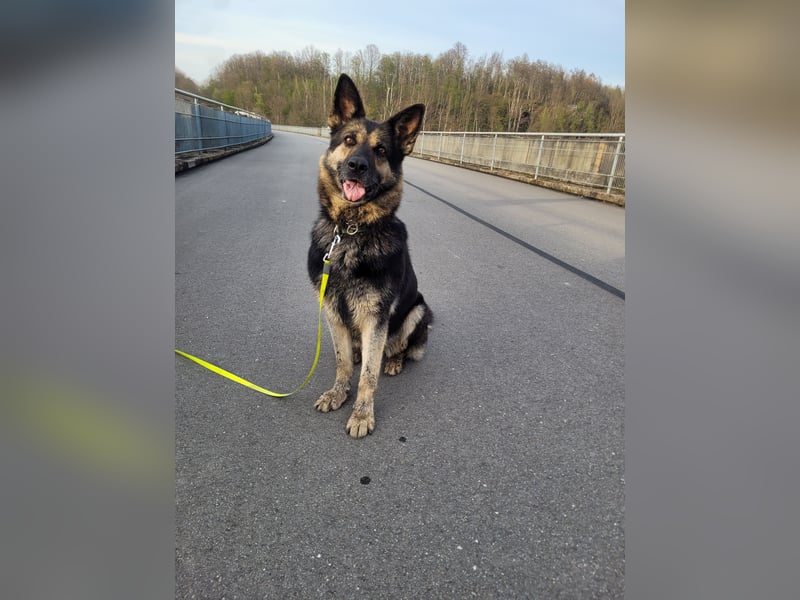 Tina sucht dringend ein neues Zuhause oder eine Pflegestelle