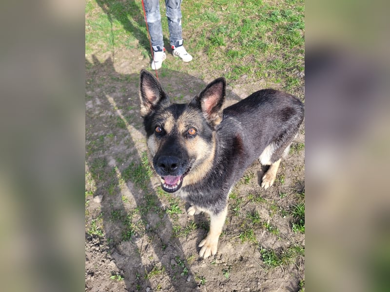 Tina sucht dringend ein neues Zuhause oder eine Pflegestelle