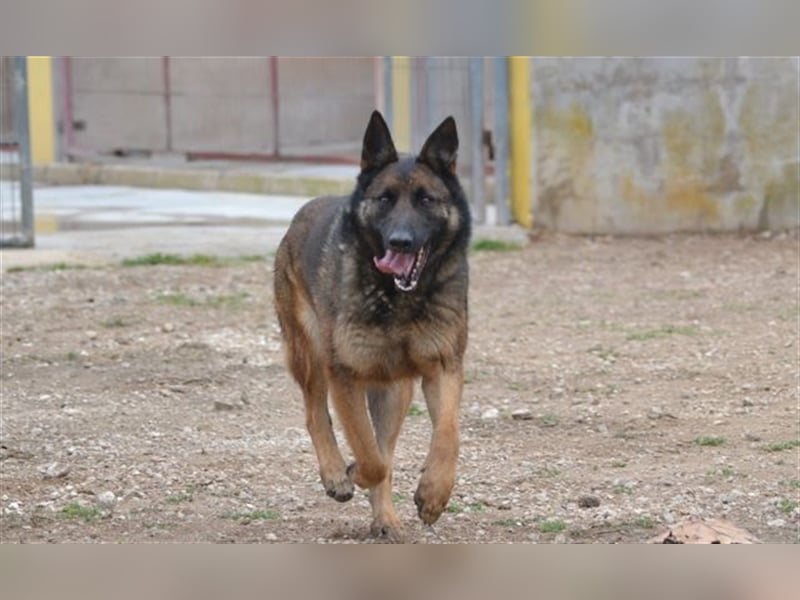 LOBA war streunend in der Nähe eines Parkes unterwegs.