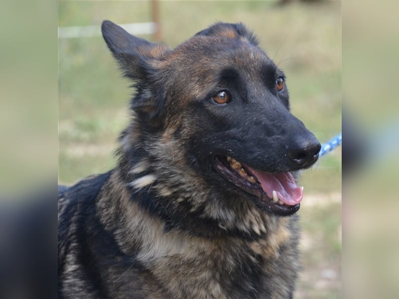 LOBA war streunend in der Nähe eines Parkes unterwegs.