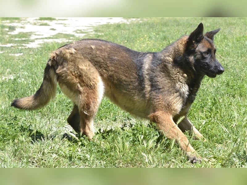LOBA war streunend in der Nähe eines Parkes unterwegs.