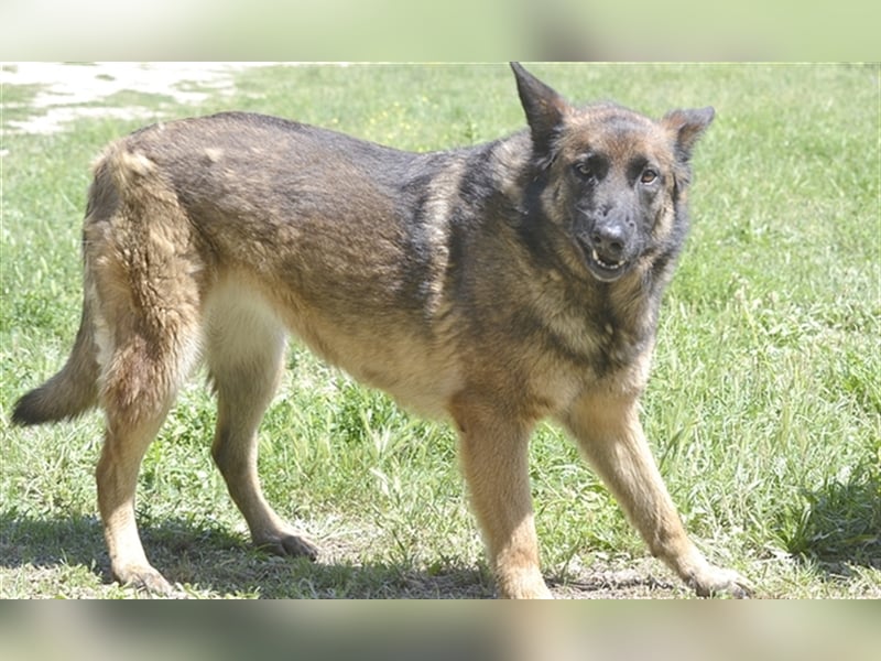 LOBA war streunend in der Nähe eines Parkes unterwegs.