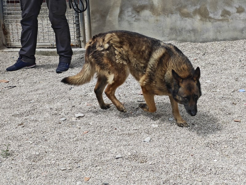 LOBA war streunend in der Nähe eines Parkes unterwegs.