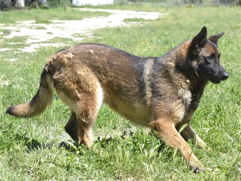 LOBA war streunend in der Nähe eines Parkes unterwegs.
