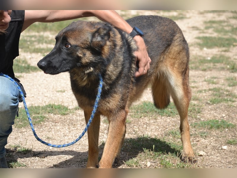 LOBA war streunend in der Nähe eines Parkes unterwegs.