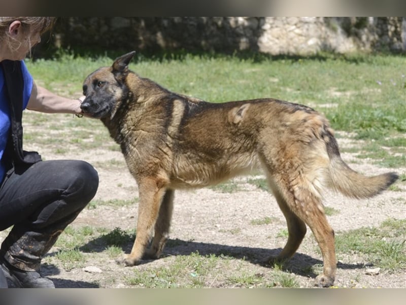 LOBA war streunend in der Nähe eines Parkes unterwegs.