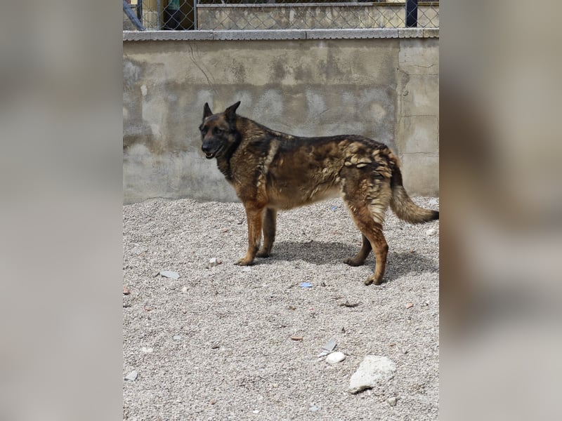 LOBA war streunend in der Nähe eines Parkes unterwegs.