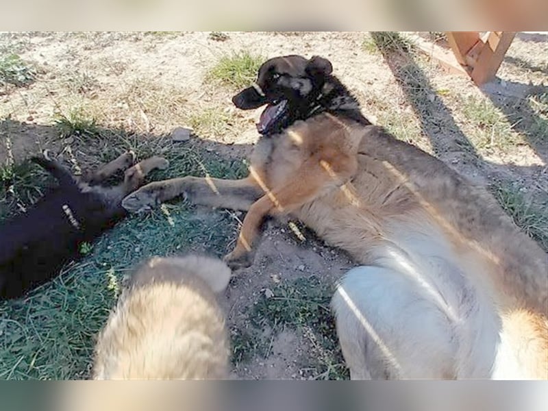 LOBA war streunend in der Nähe eines Parkes unterwegs.