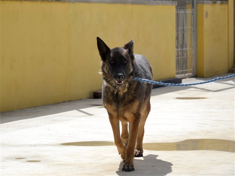 LOBA war streunend in der Nähe eines Parkes unterwegs.
